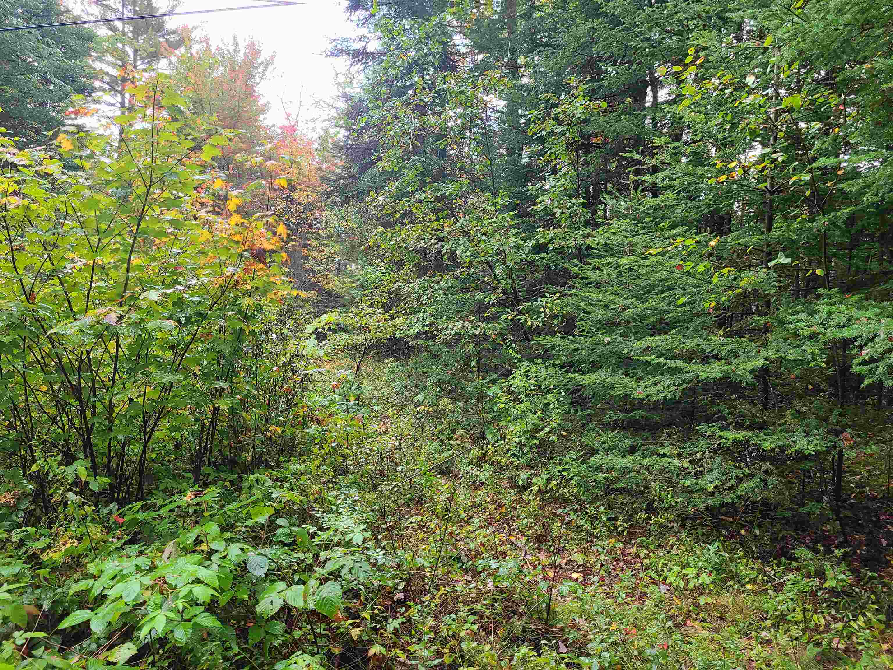0 Moose Trail Road Bethlehem, NH 03574 - Photo 1 of 17 Gallery Image 1
