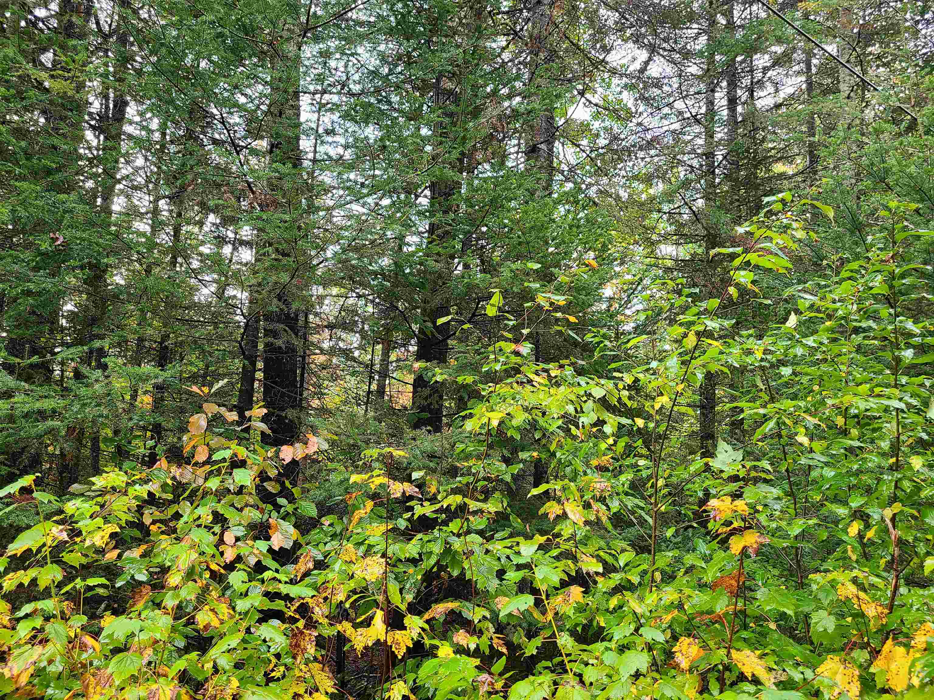 0 Moose Trail Road Bethlehem, NH 03574 - Photo 11 of 17 Gallery Image 11