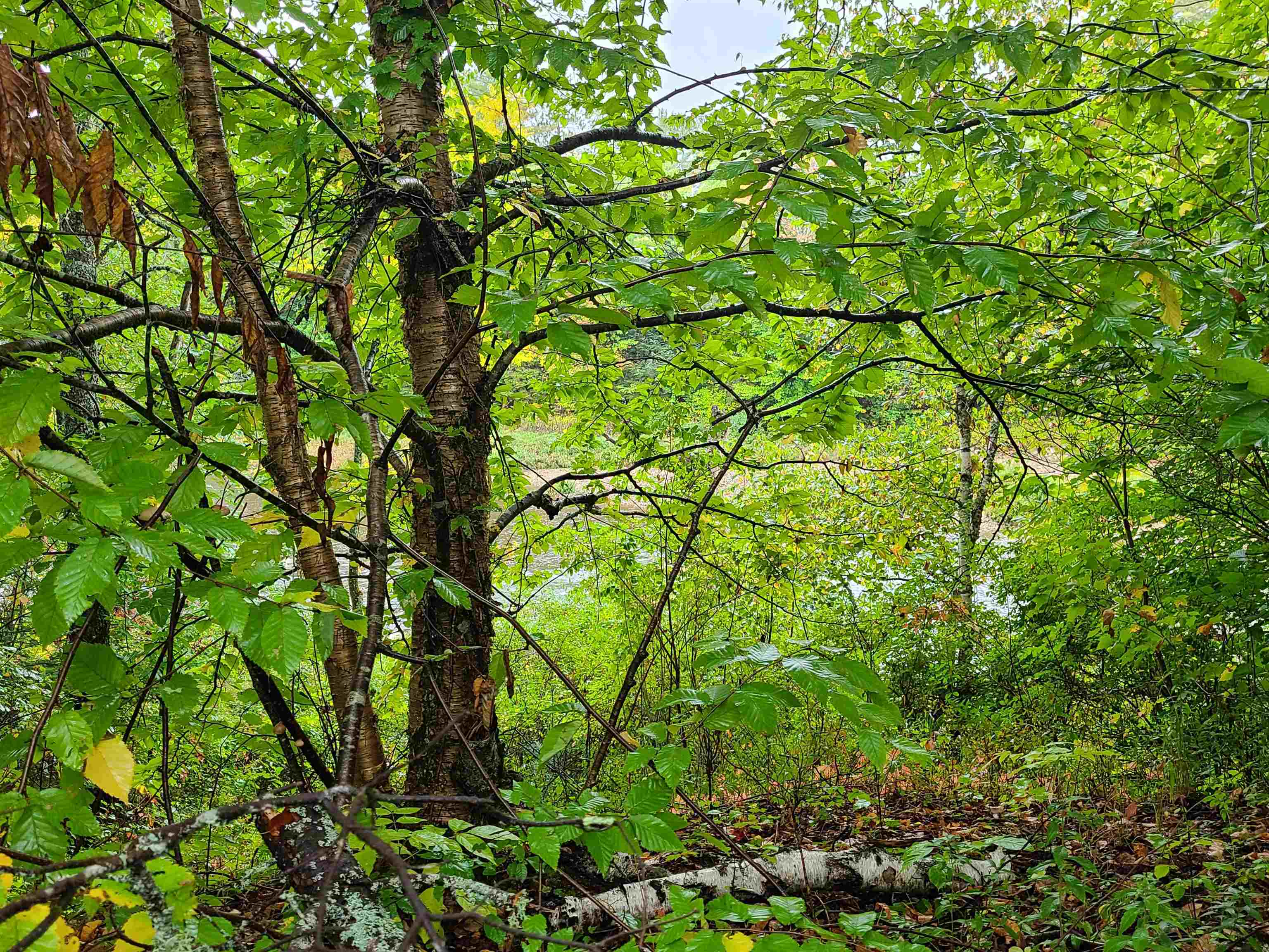 0 Moose Trail Road Bethlehem, NH 03574 - Photo 17 of 17 Gallery Image 17