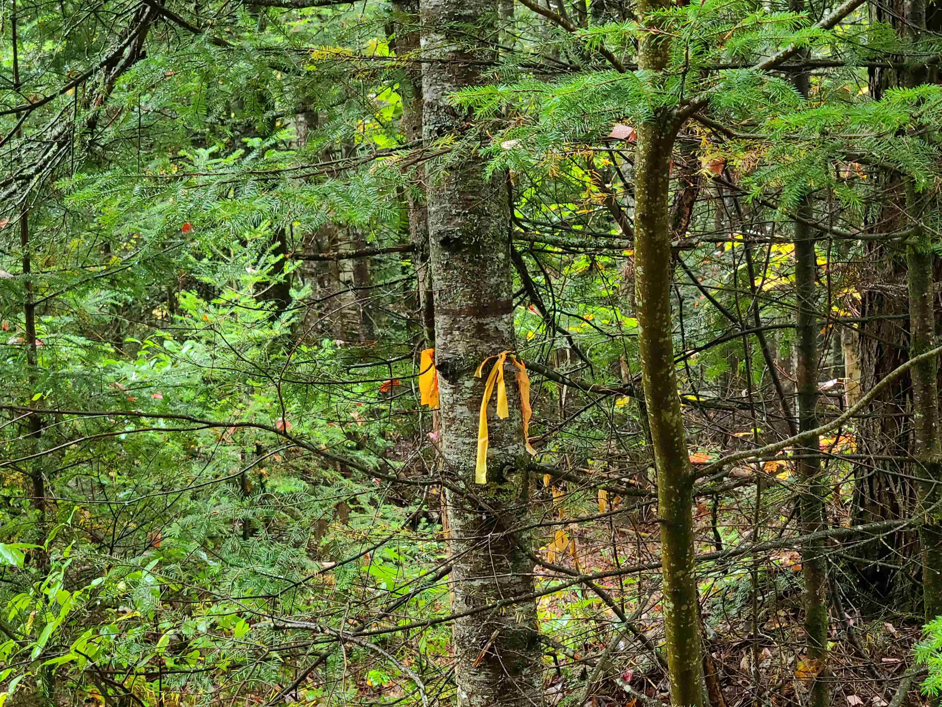 0 Moose Trail Road Bethlehem, NH 03574 - Photo 4 of 17 Gallery Image 4
