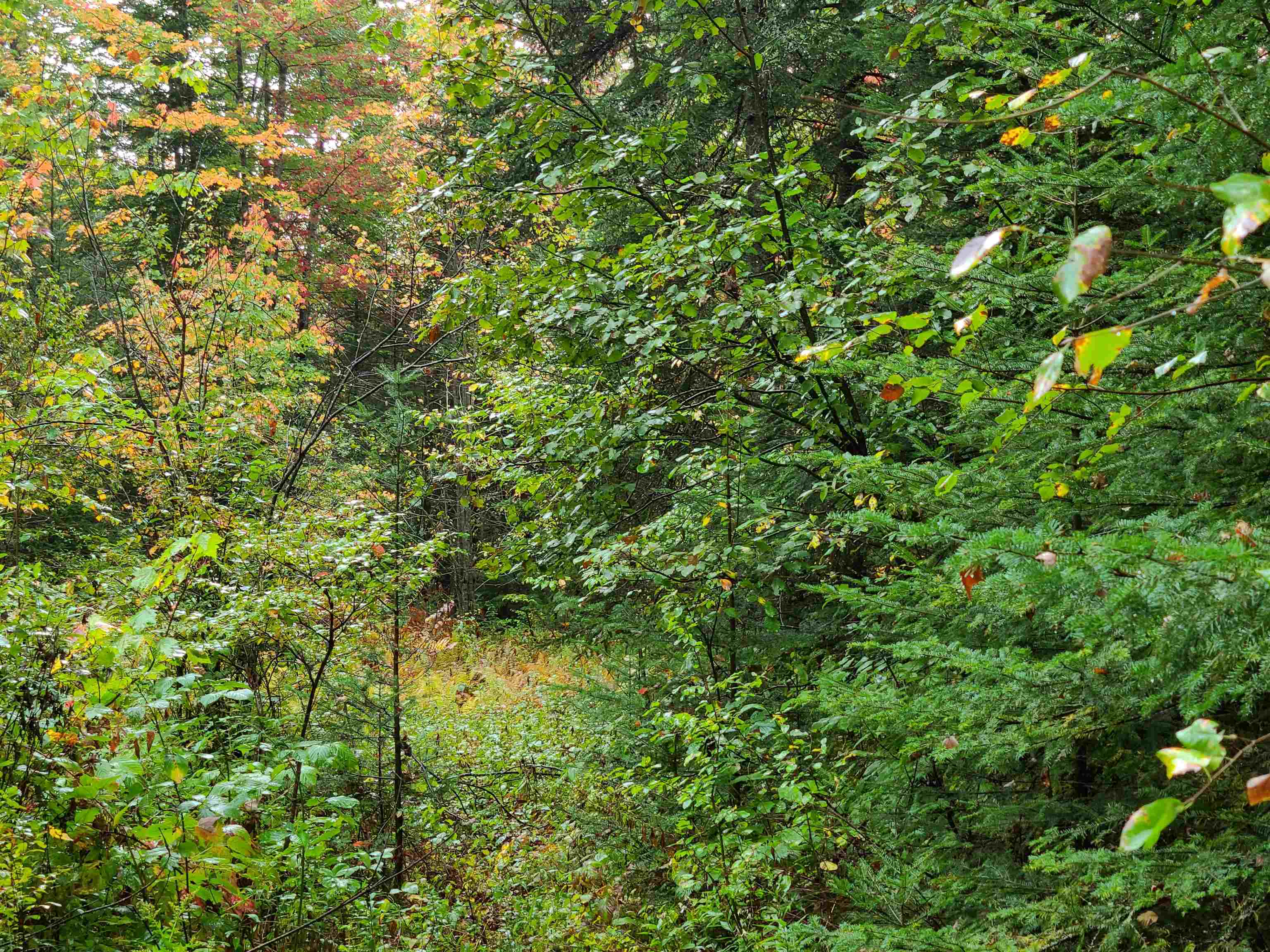 0 Moose Trail Road Bethlehem, NH 03574 - Photo 8 of 17 Gallery Image 8