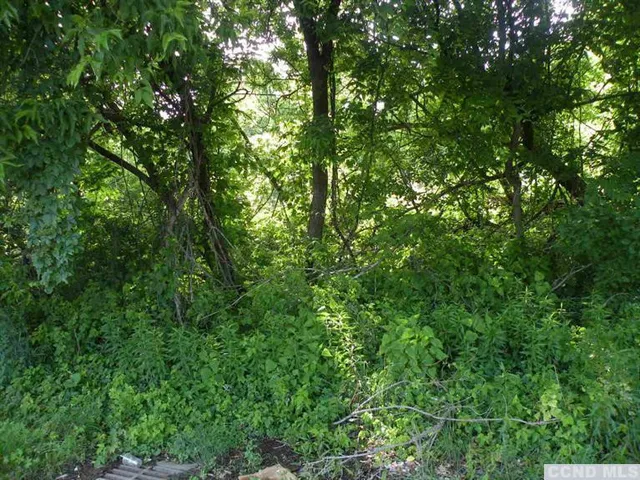 a view of a lush green forest