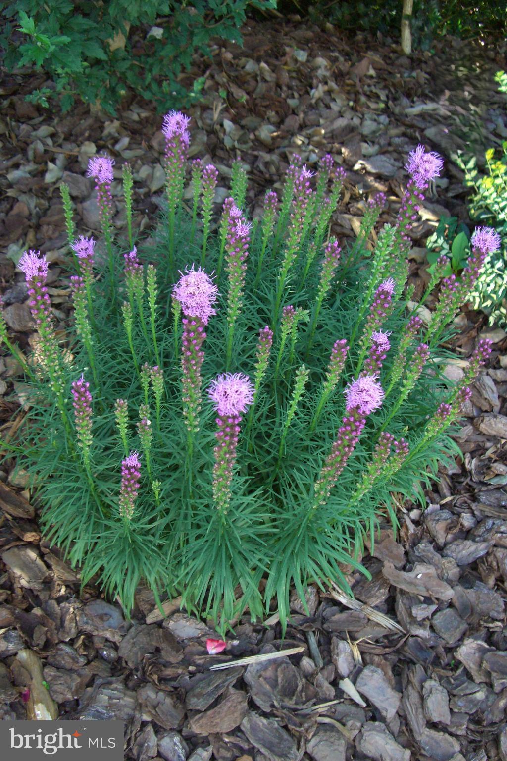 9204 Burbank Road Philadelphia, PA 19115 - Photo 27 of 43