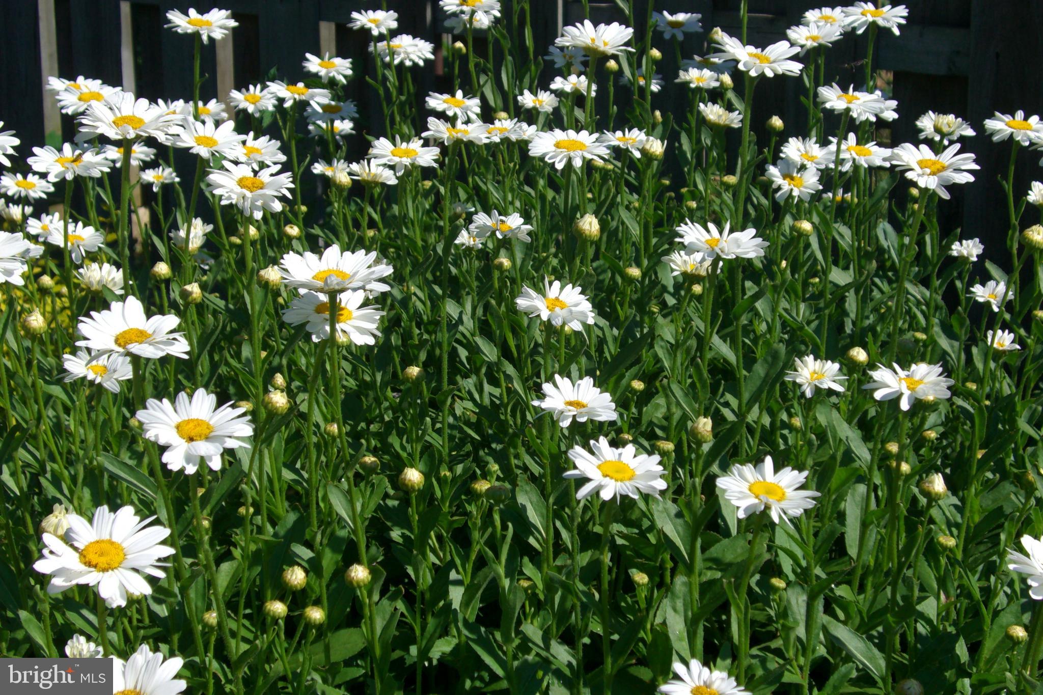 9204 Burbank Road Philadelphia, PA 19115 - Photo 27 of 42