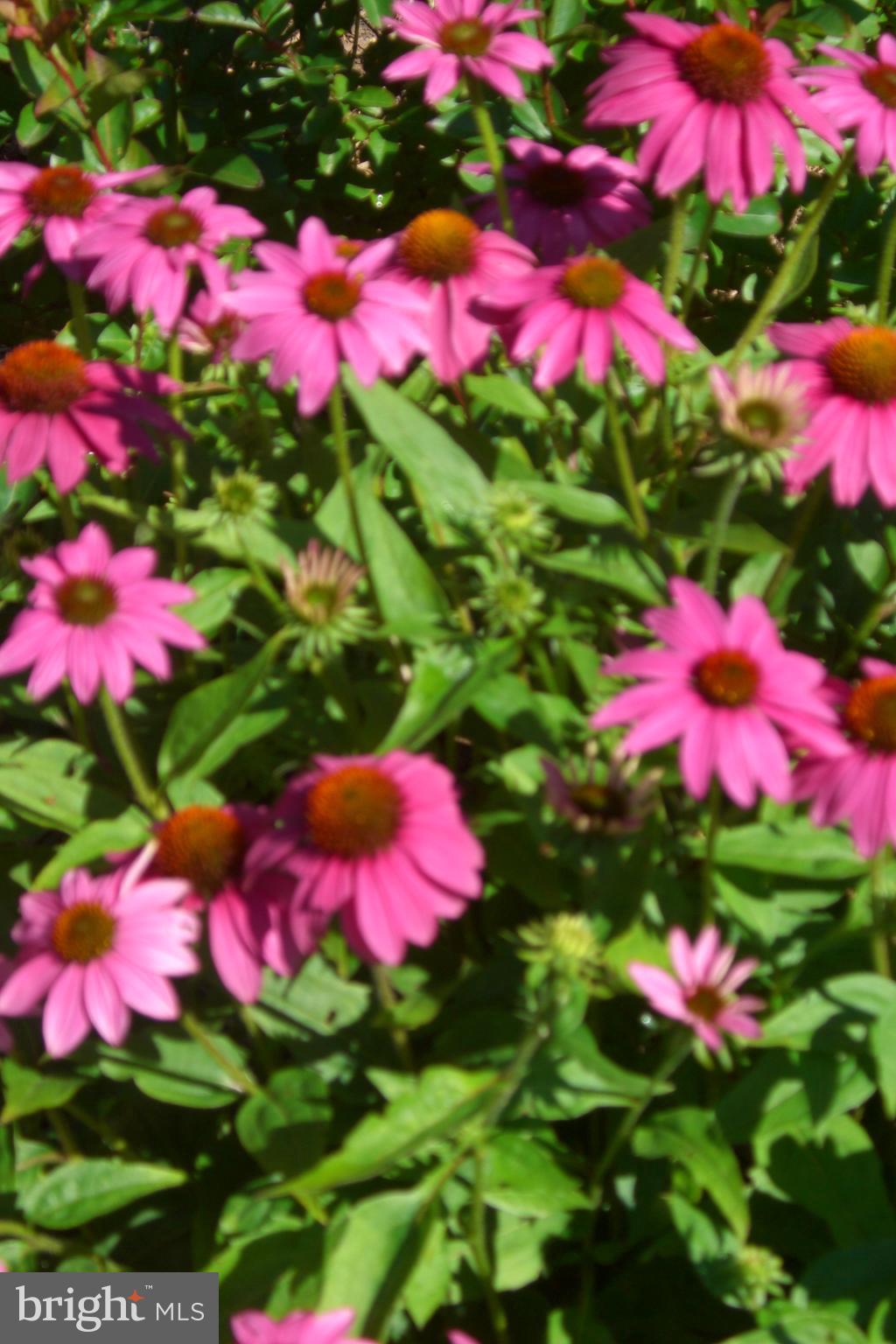 9204 Burbank Road Philadelphia, PA 19115 - Photo 29 of 43 a view of a flower