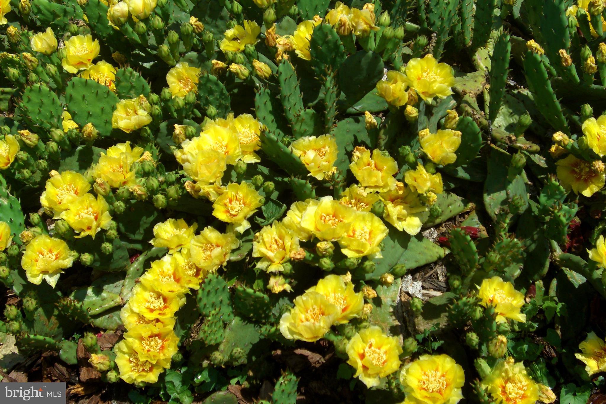 9204 Burbank Road Philadelphia, PA 19115 - Photo 35 of 43