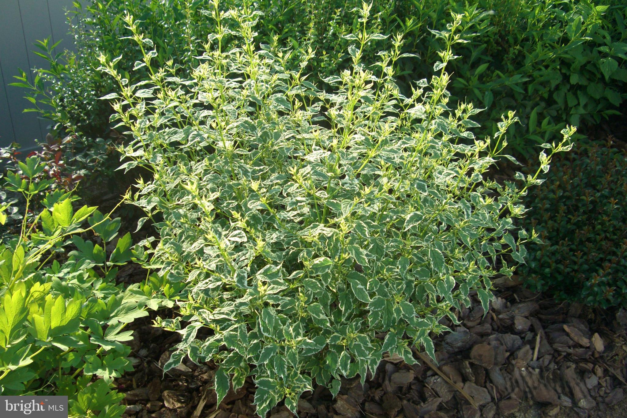 9204 Burbank Road Philadelphia, PA 19115 - Photo 36 of 43