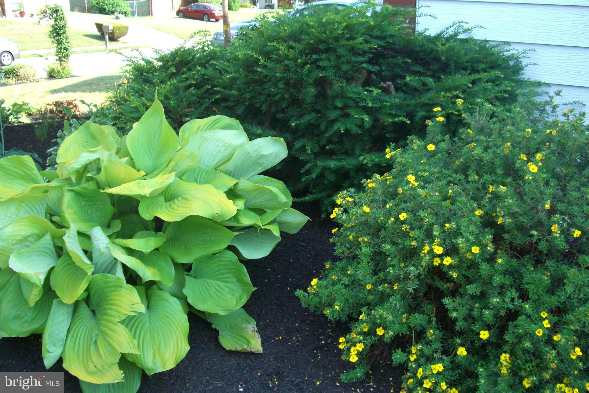 9204 Burbank Road Philadelphia, PA 19115 - Photo 37 of 43 a view of flowers in a garden