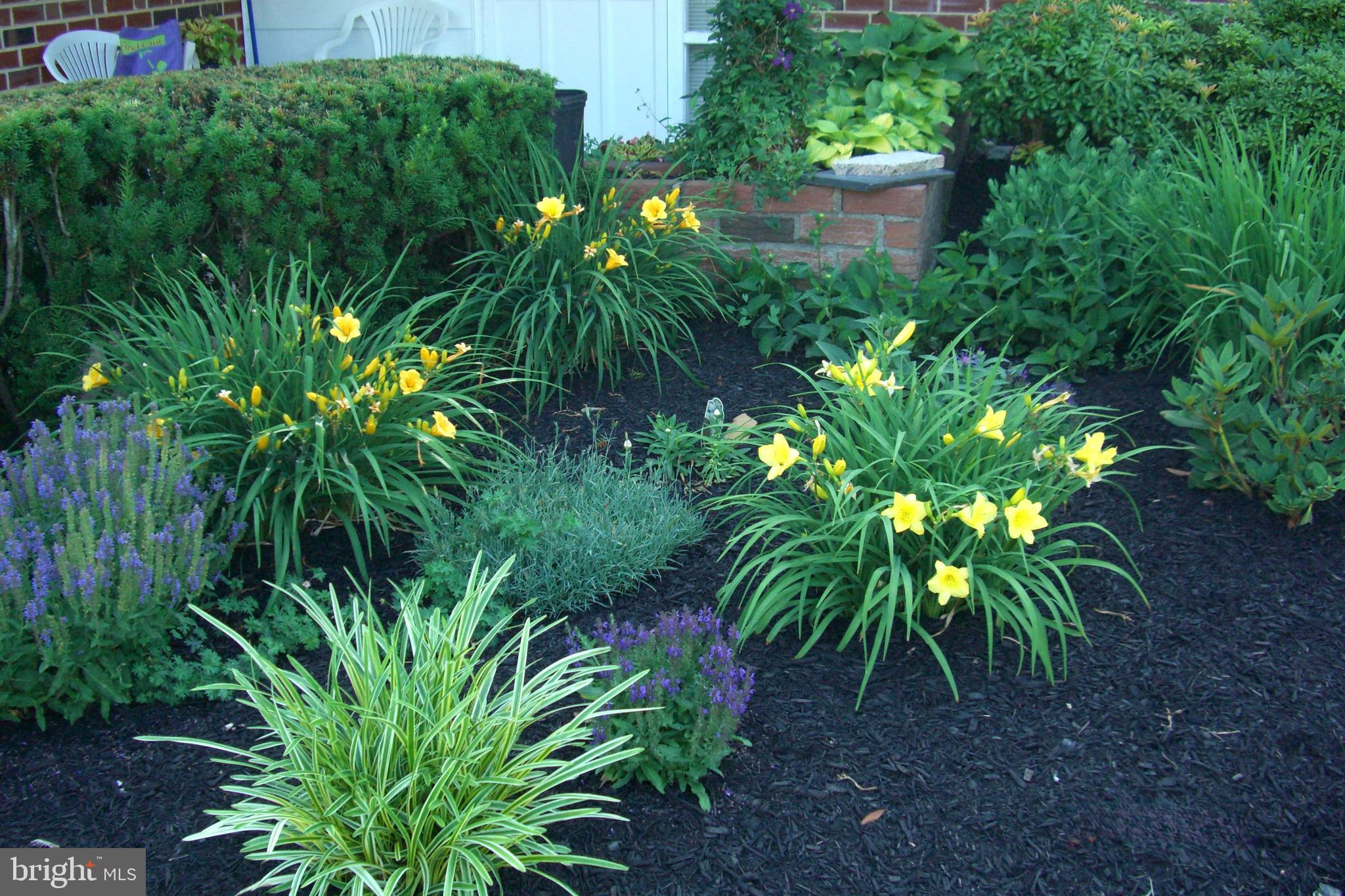9204 Burbank Road Philadelphia, PA 19115 - Photo 38 of 43 a plant that is in a garden