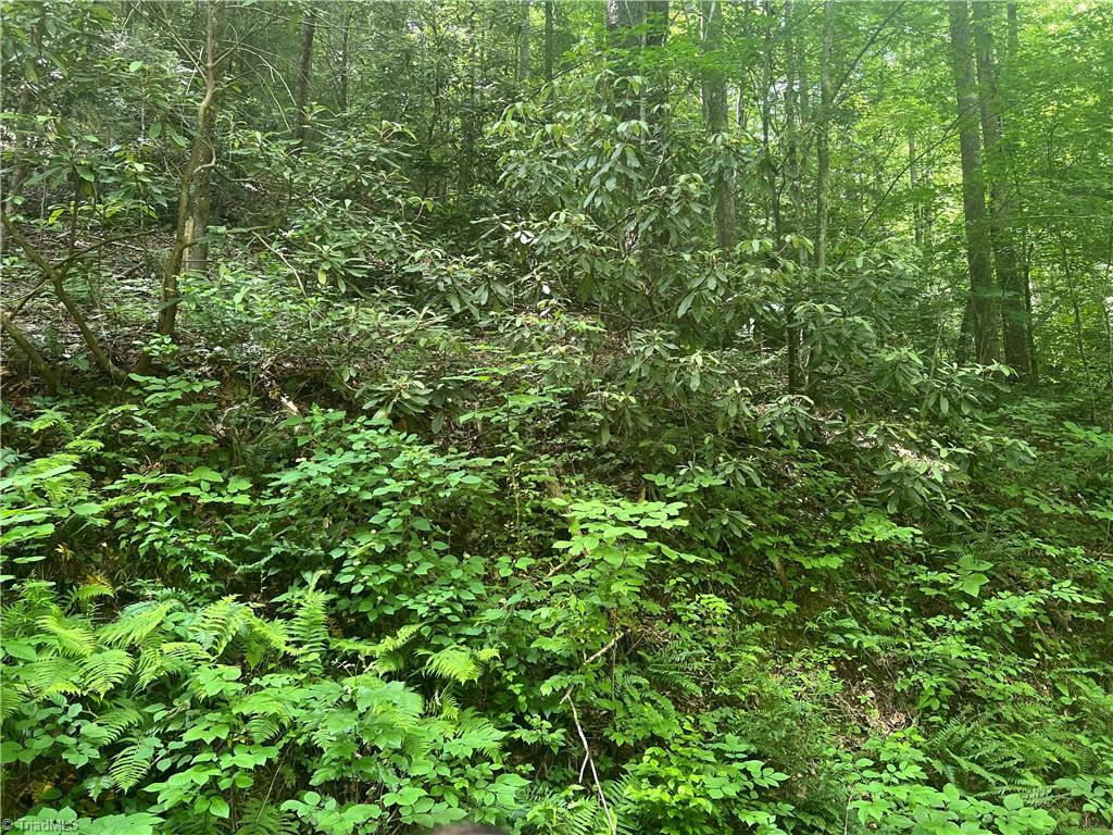 Tbd Lee Mountain Road Ferguson, NC 28624 - Photo 8 of 8 Gallery Image 8