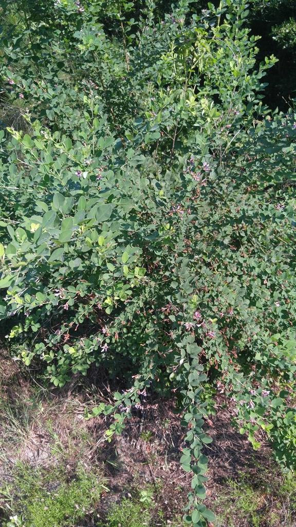 2707 Raborn Road Hephzibah, GA 30815 - Photo 10 of 10