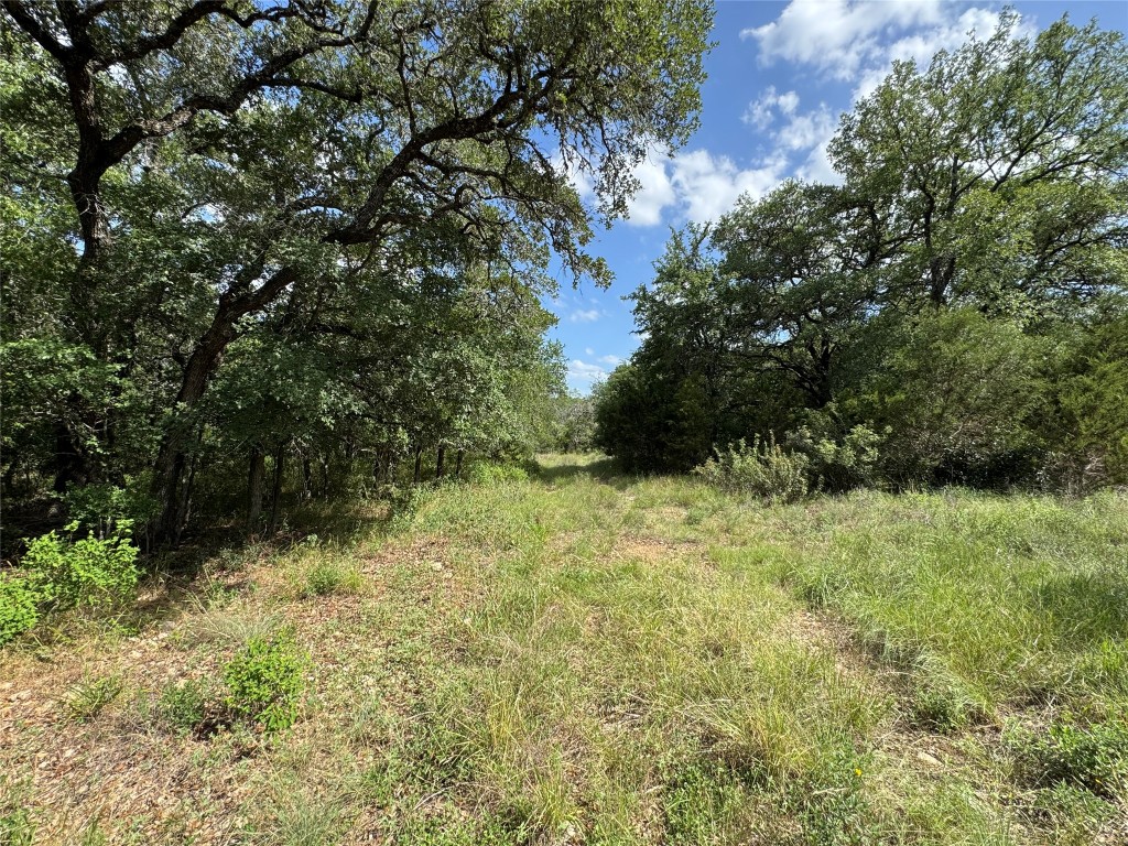 a view of a yard with plants and large trees