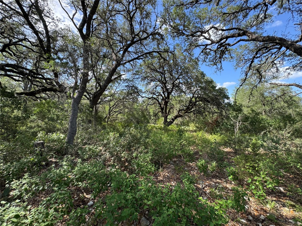 211 Hunters Glen Road San Marcos, TX 78666 - Photo 11 of 27 a view of a tree in a yard