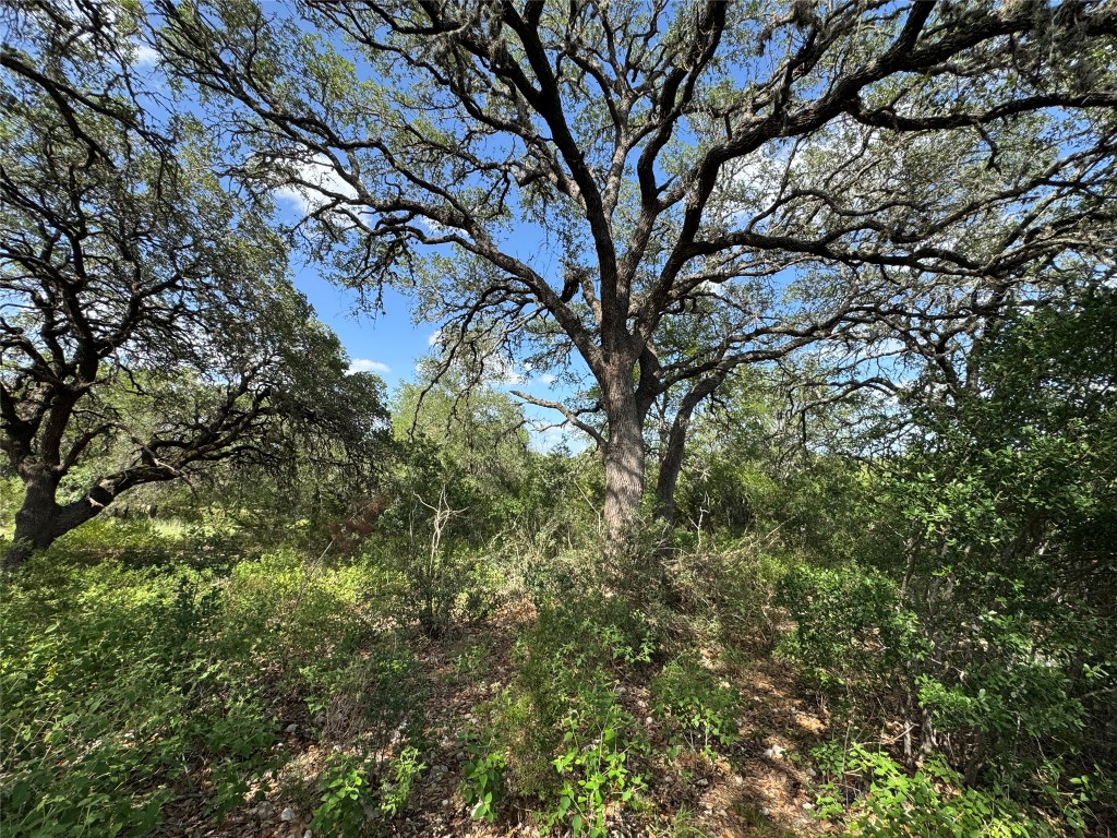 211 Hunters Glen Road San Marcos, TX 78666 - Photo 13 of 27 a view of tree