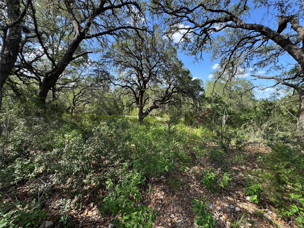 211 Hunters Glen Road San Marcos, TX 78666 - Photo 14 of 27 a view of a tree in a yard