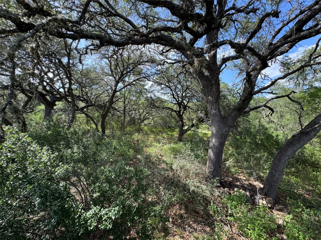 211 Hunters Glen Road San Marcos, TX 78666 - Photo 9 of 27 a view of a tree in a yard