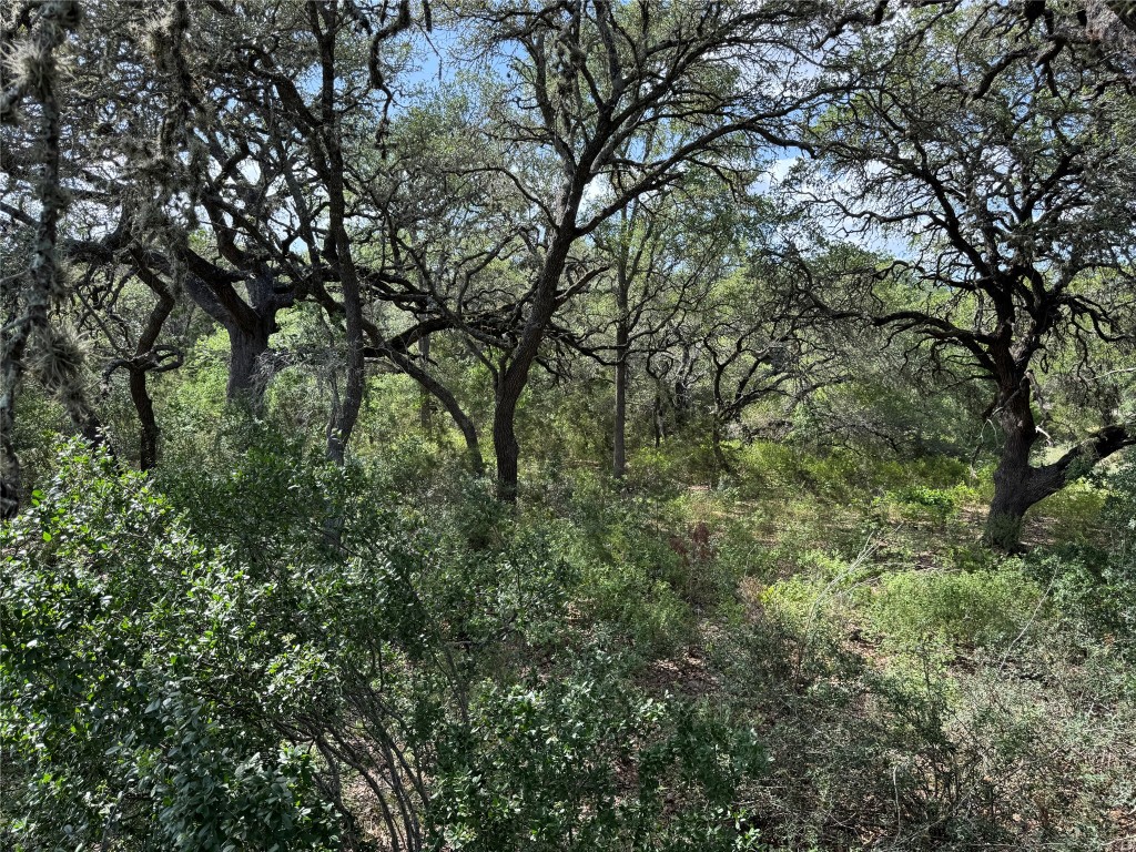211 Hunters Glen Road San Marcos, TX 78666 - Photo 10 of 27 a view of a forest with lots of trees