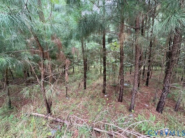 421 East Hundred Road Chester, VA 23836 - Photo 18 of 21 Wooded property with mature pine trees and natural
