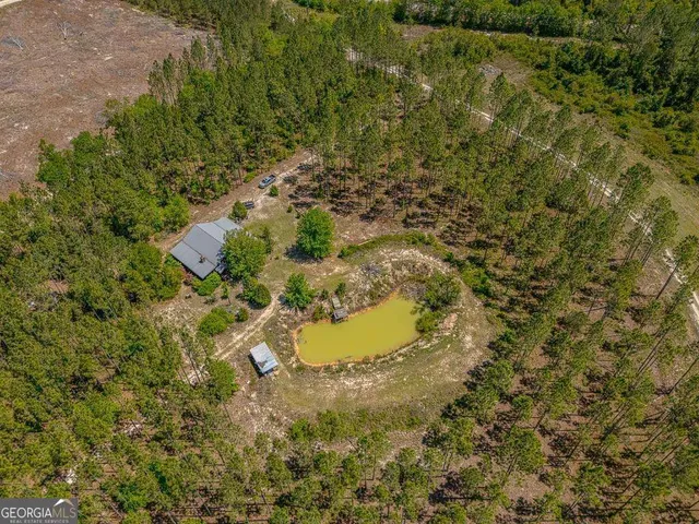 a close up of a plant in a forest