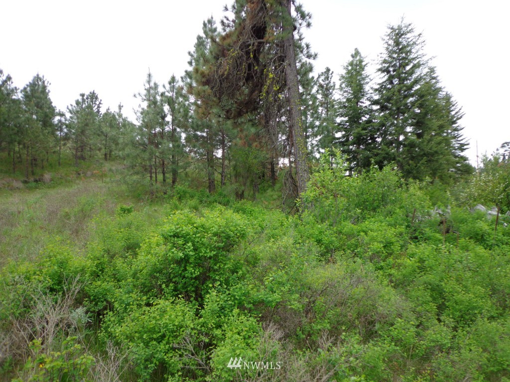 3 Herron Crk Road Republic, WA 99166 - Photo 5 of 8