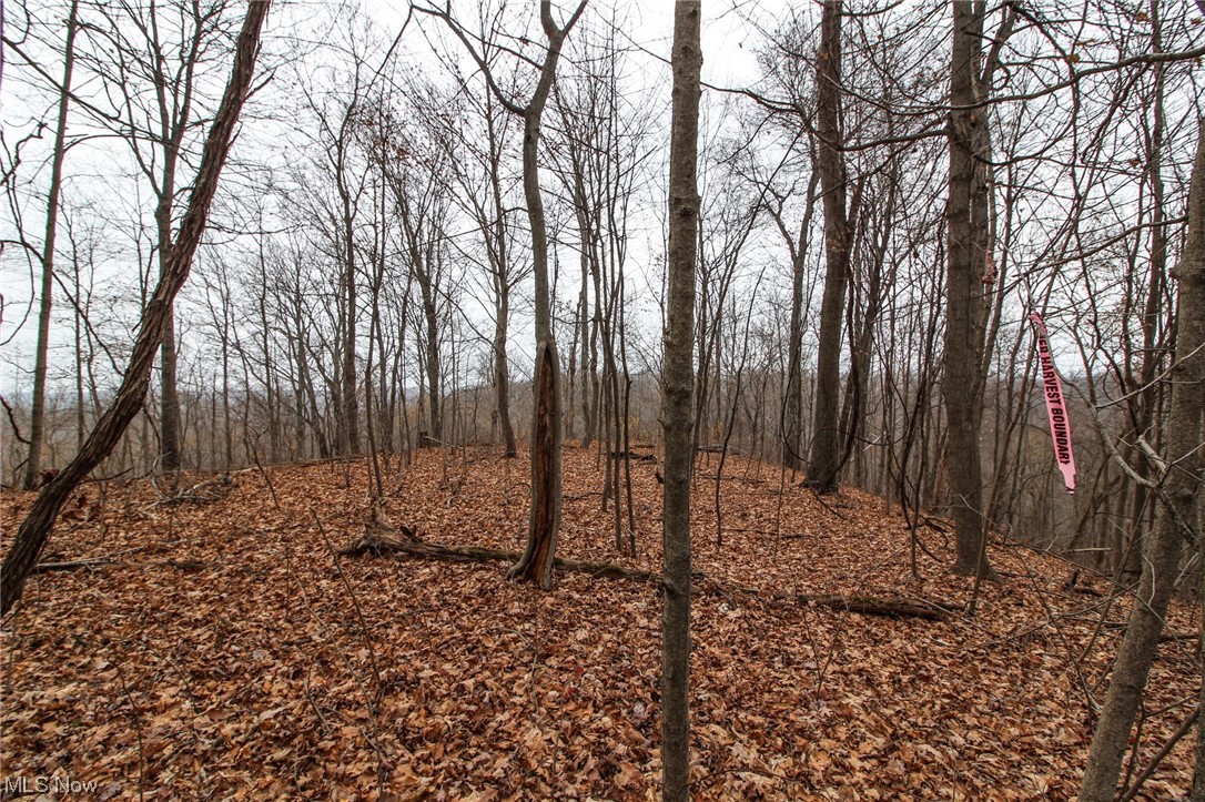 0 Mount Carmel Rdg Road St. Marys, WV 26170 - Photo 12 of 29 View of local wilderness