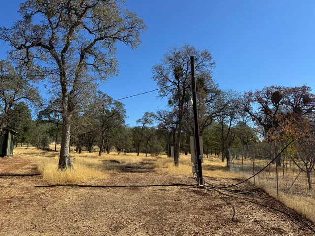 a view of a yard with a tree