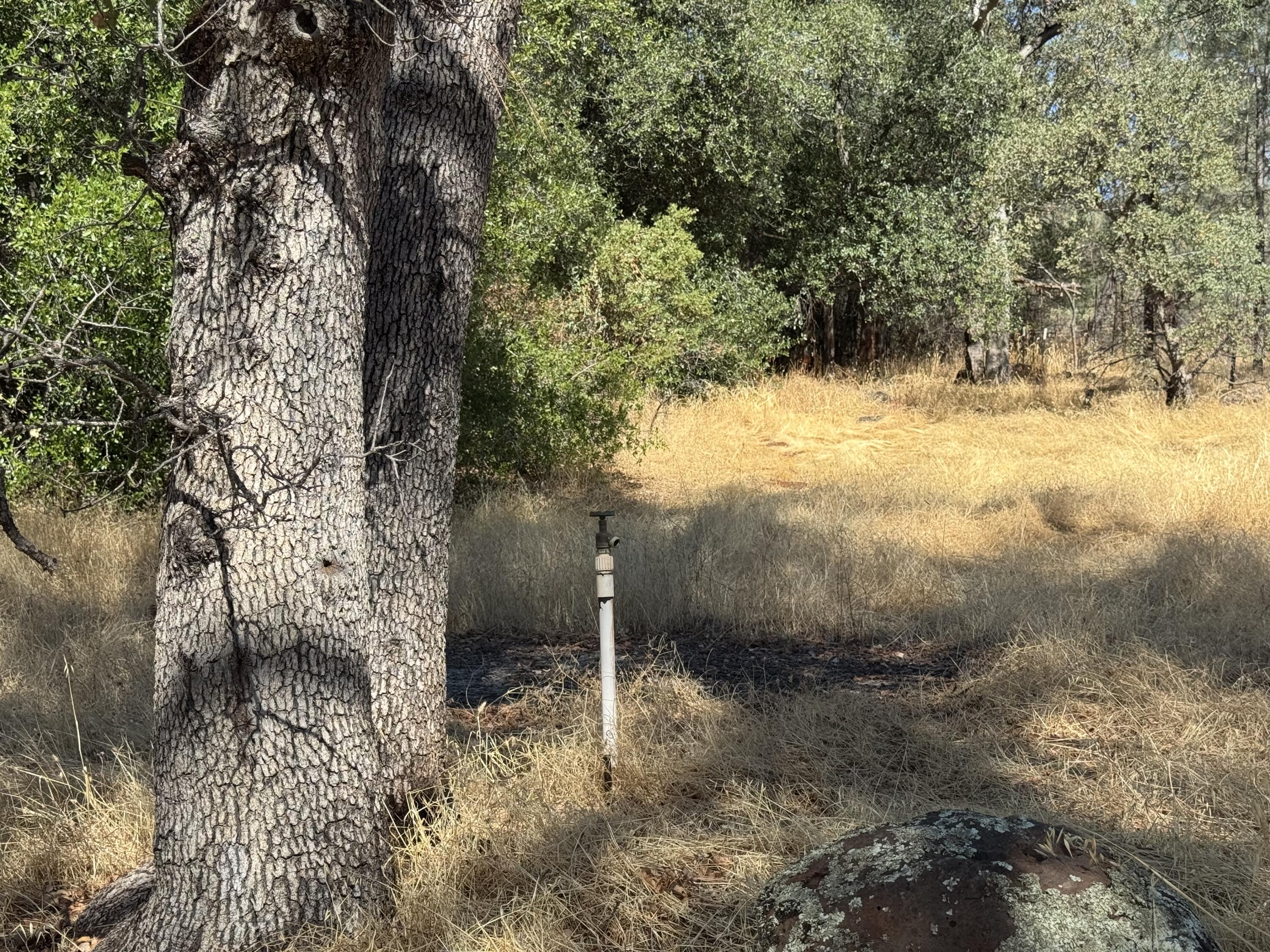 26612 Scharsch Road Shingletown, CA 96088 - Photo 15 of 20 a view of a yard with large trees