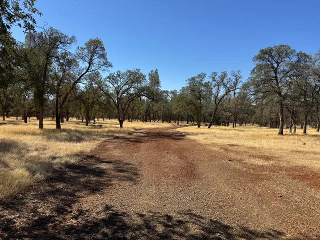 a view of yard and covered with trees