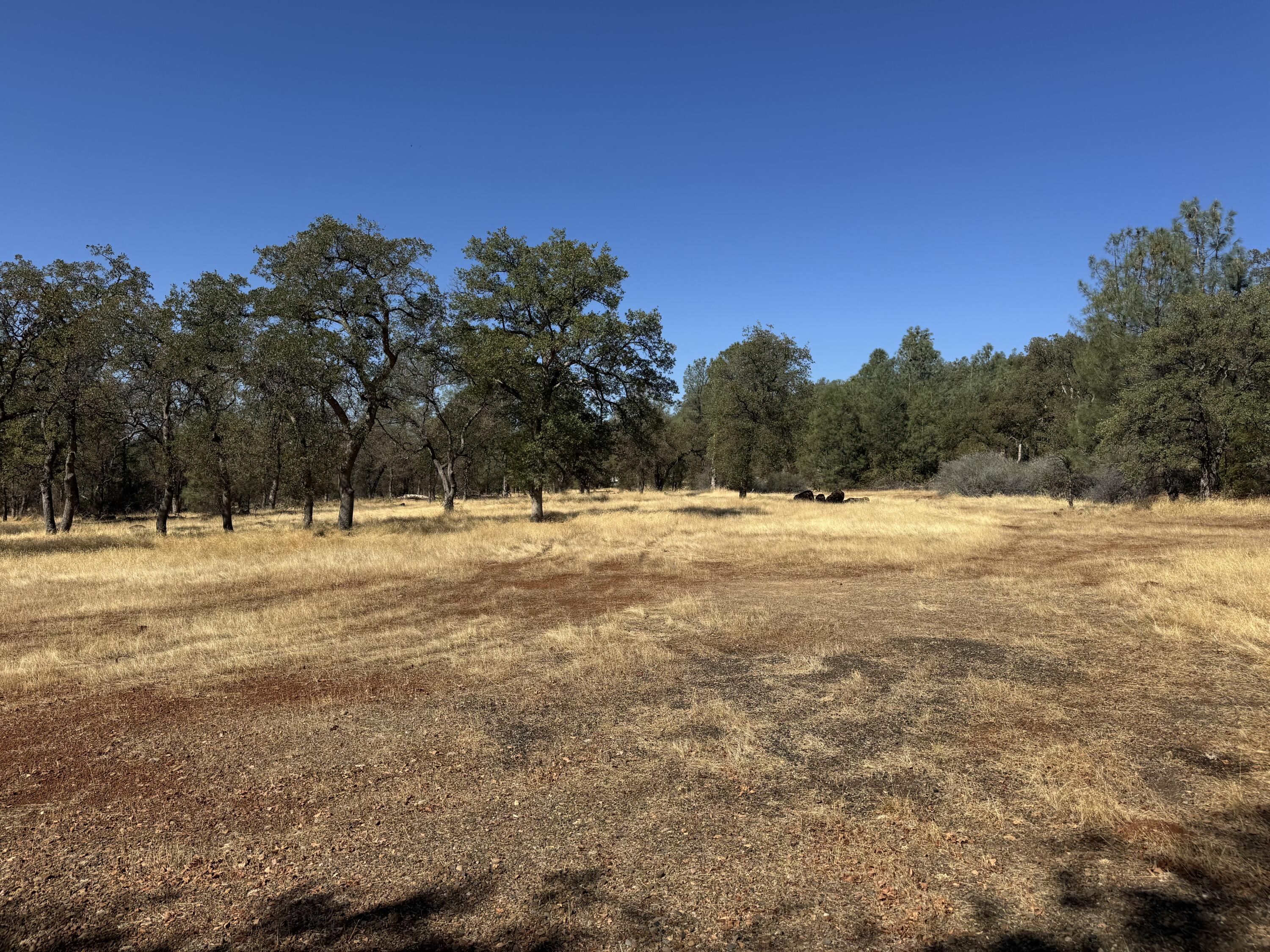 26612 Scharsch Road Shingletown, CA 96088 - Photo 18 of 20 a view of yard and covered with trees