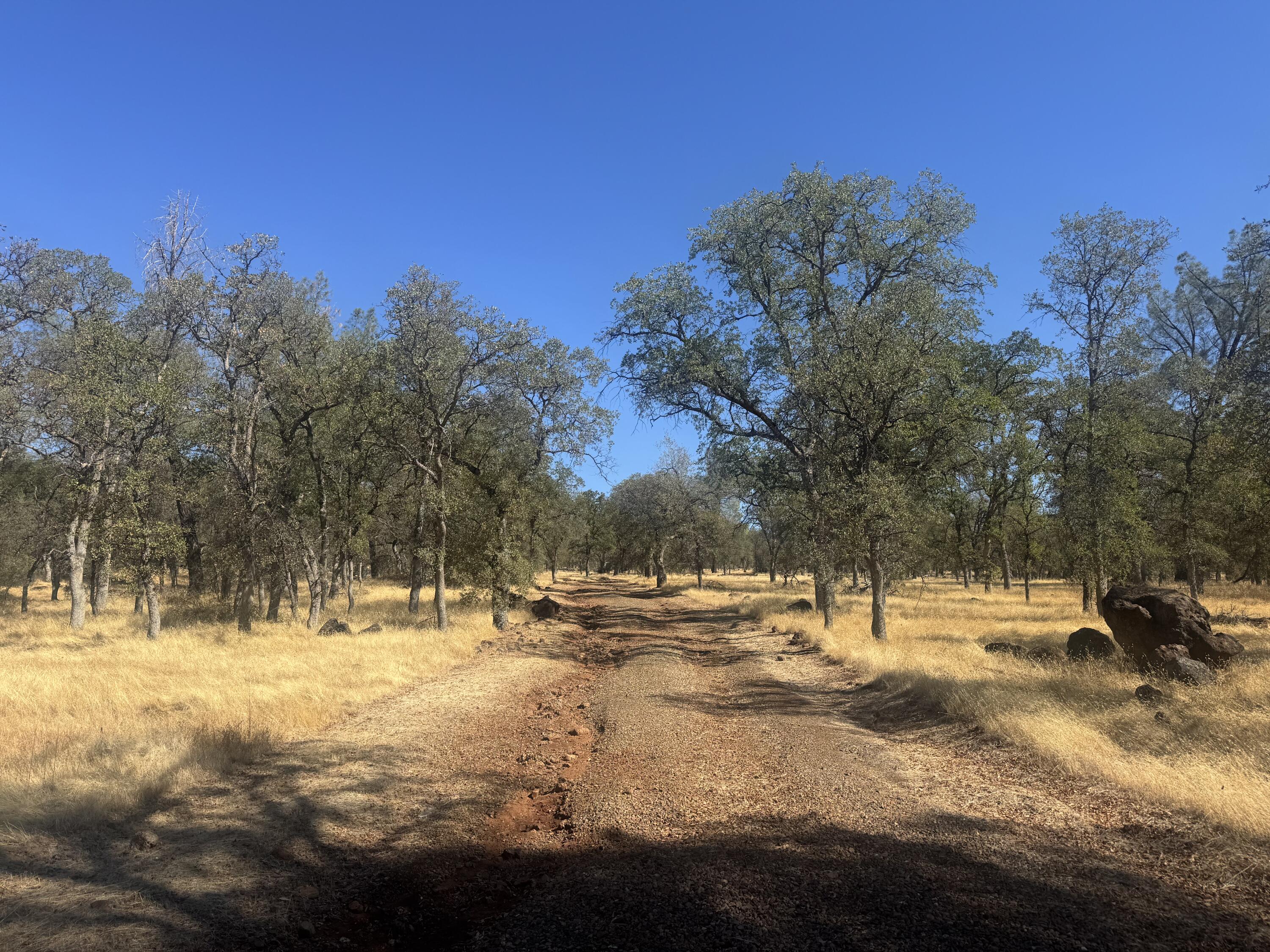 26612 Scharsch Road Shingletown, CA 96088 - Photo 5 of 20 a view of road with trees