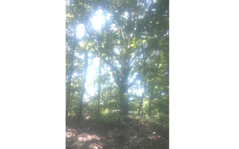 7.2-ac Owltown Road Ellijay, GA 30536 - Photo 1 of 1 Main View
