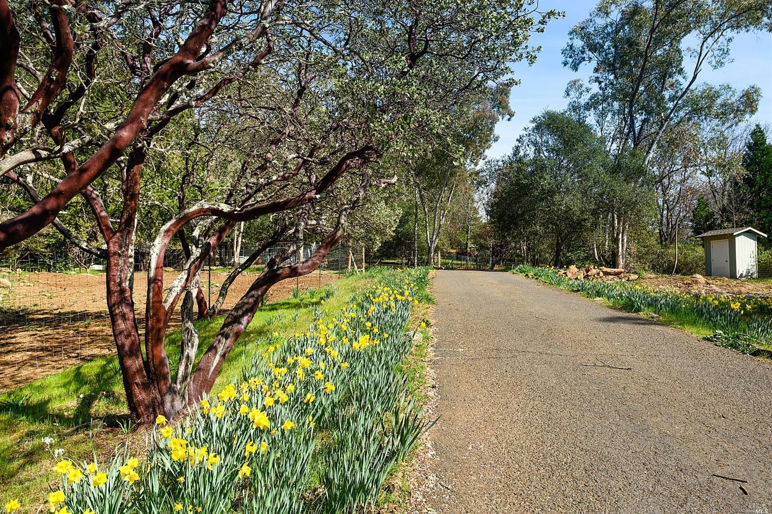 610 White Cottage Road North Angwin, CA 94508 - Photo 1 of 1 Gated paved driveway lined in flowers and trees.
