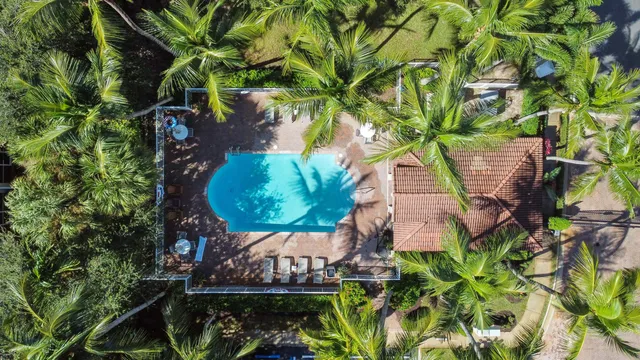 a view of a plant in a yard