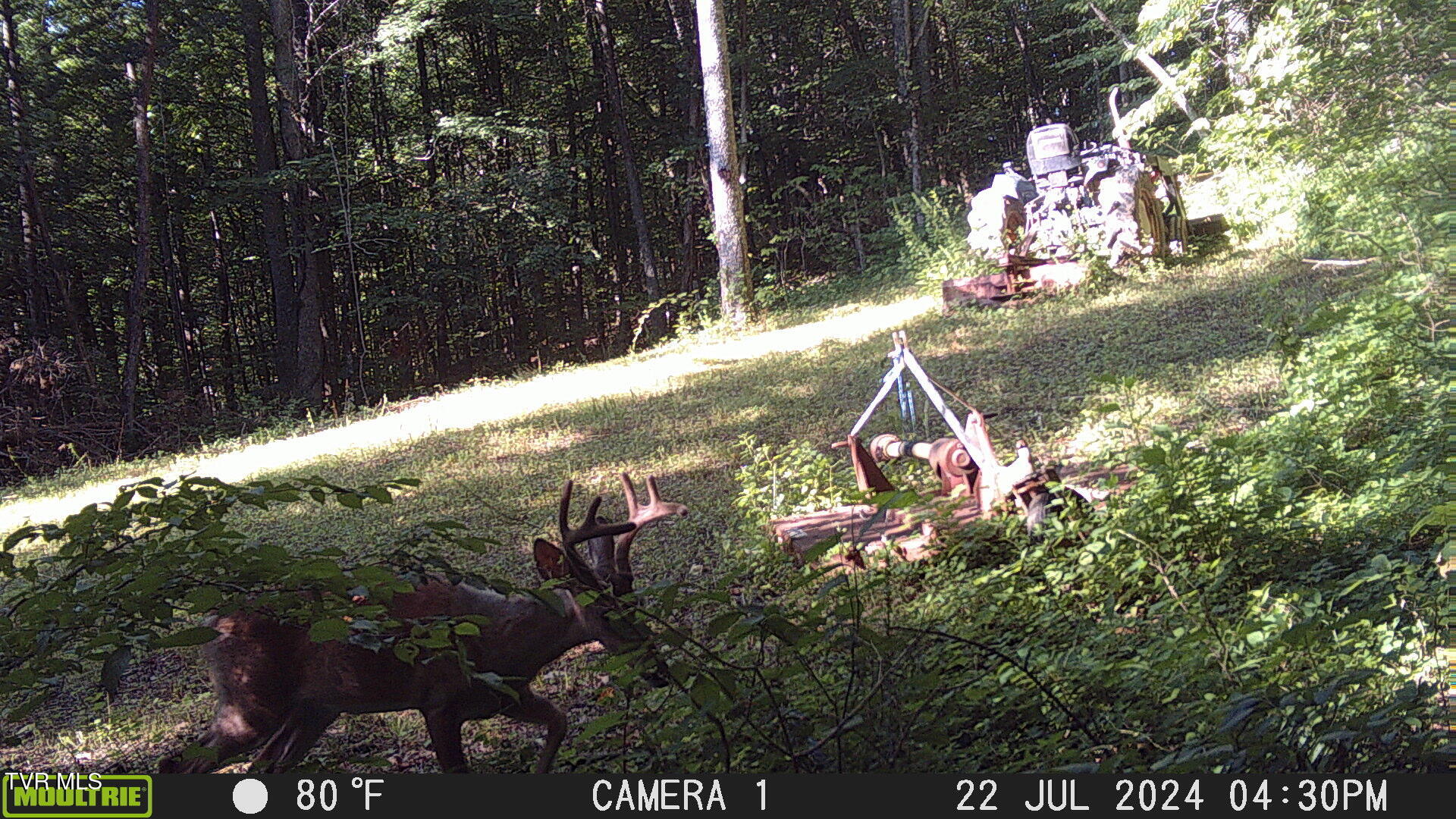 Tbd Clinch Mountain Road Eidson, TN 37731 - Photo 31 of 46 Buck