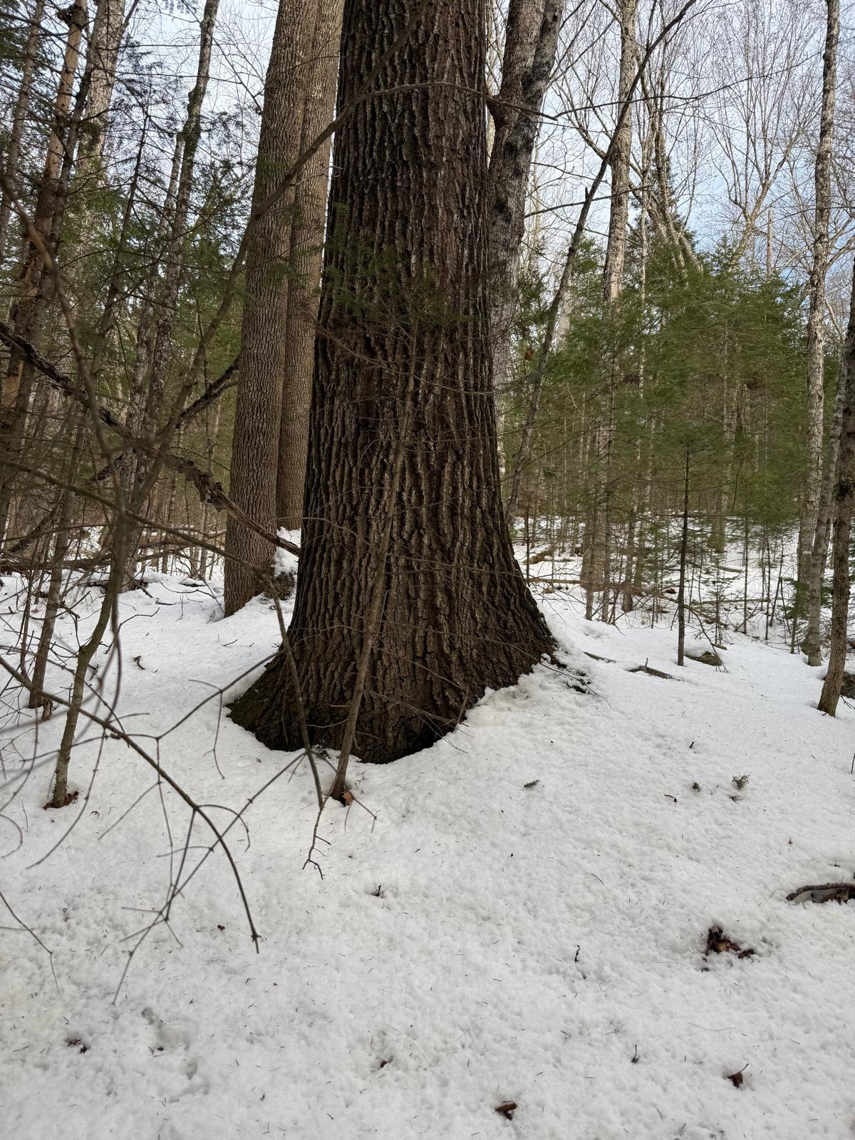 Map4-lot11 East Bucksport Road Orrington, ME 04474 - Photo 5 of 10 3