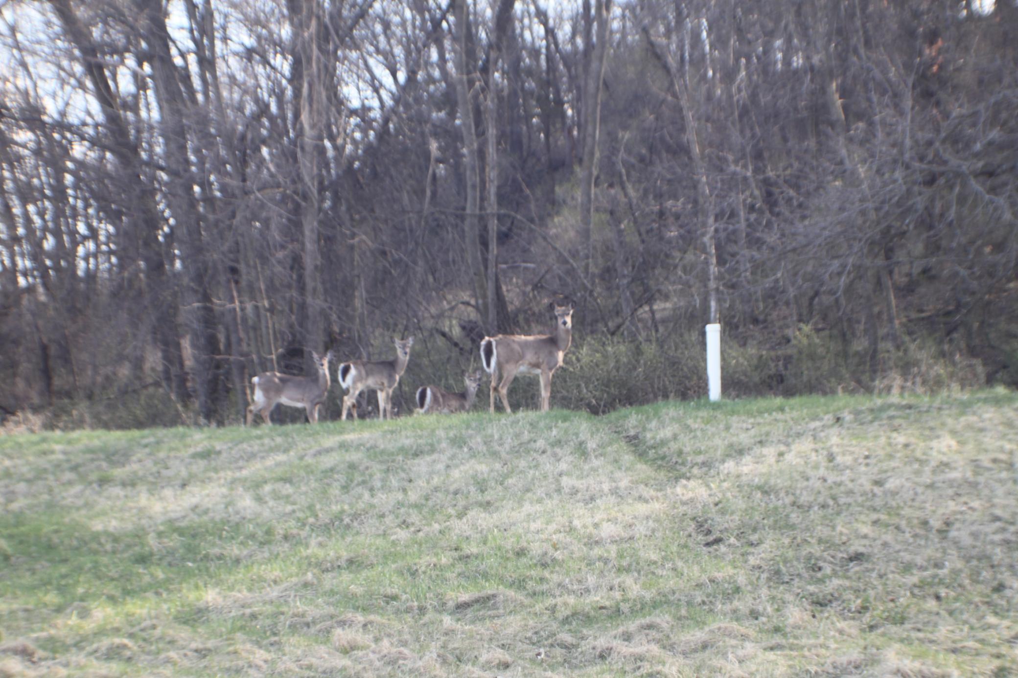 Xxxxb Kings Park Road Northwest Oronoco, MN 55960 - Photo 6 of 6