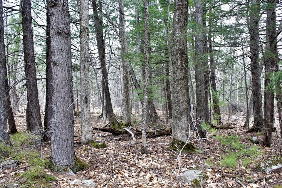 Lot 4 Haleytown Road Fryeburg, ME 04037 - Photo 4 of 6
