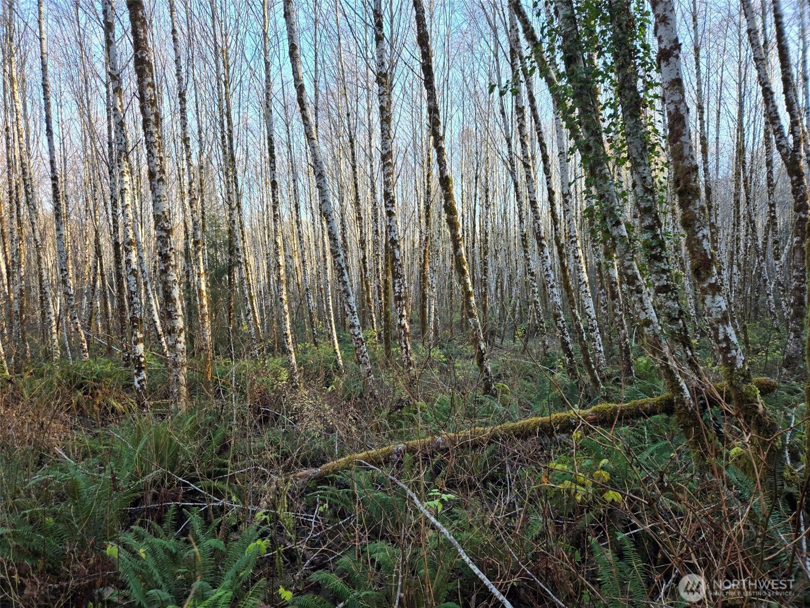 15.8 North River Road Cosmopolis, WA 98537 - Photo 5 of 6 a view of a backyard with plants and large trees
