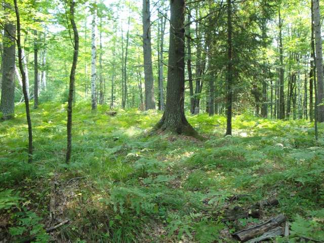 Lot 59 Emden Lake Road Rhinelander, WI 54501 - Photo 3 of 5 Gallery Image 3
