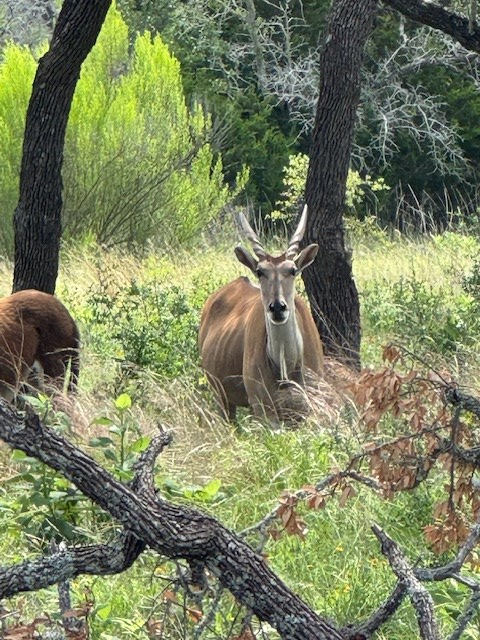 Lot 5 Winn Ranch Way Kerrville, TX 78028 - Photo 4 of 10
