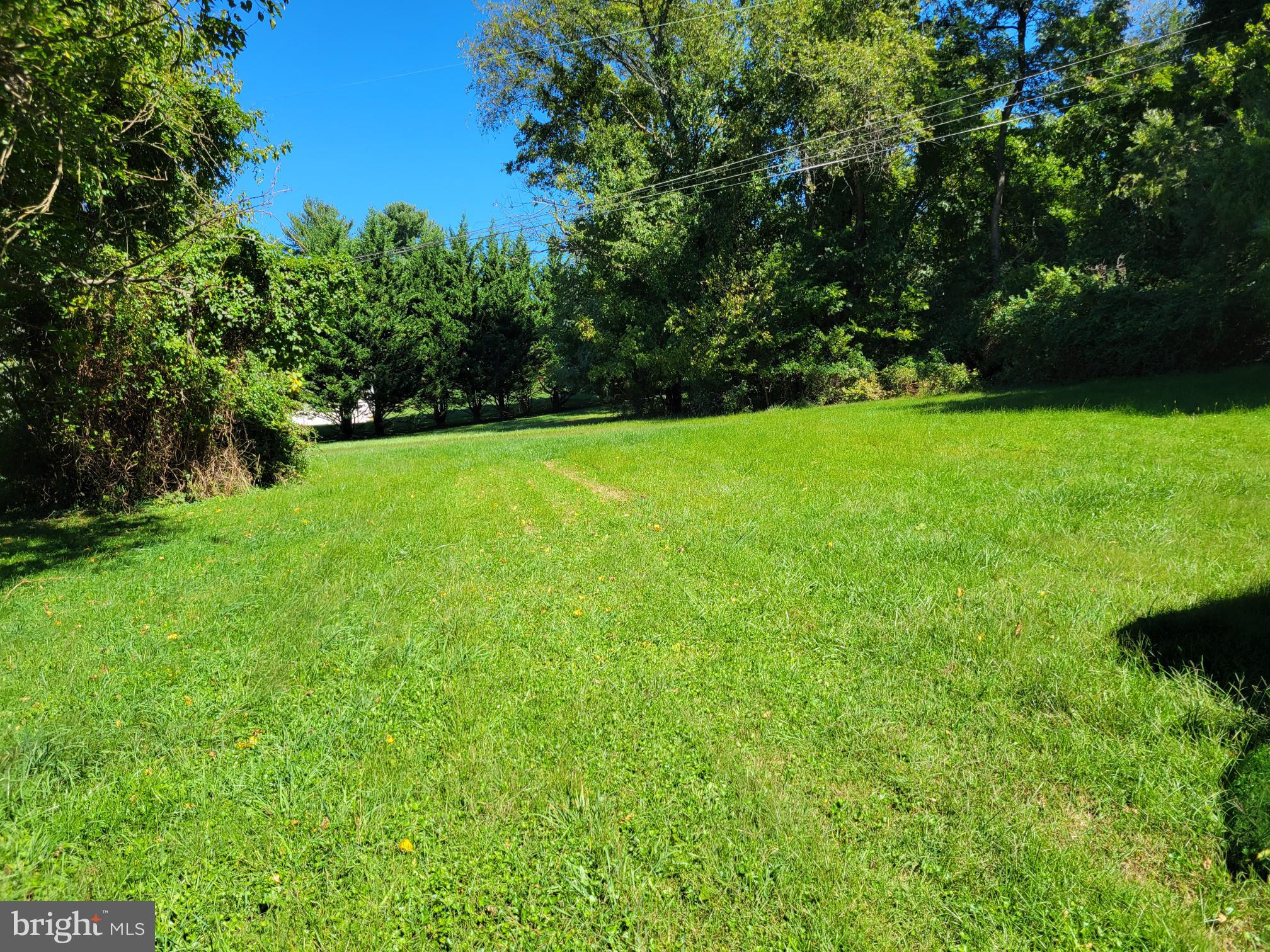 Leyland  Cyprus tree line provides privacy