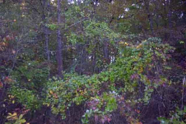Lot 9 Ridgemore Drive Toccoa, GA 30577 - Photo 3 of 4
