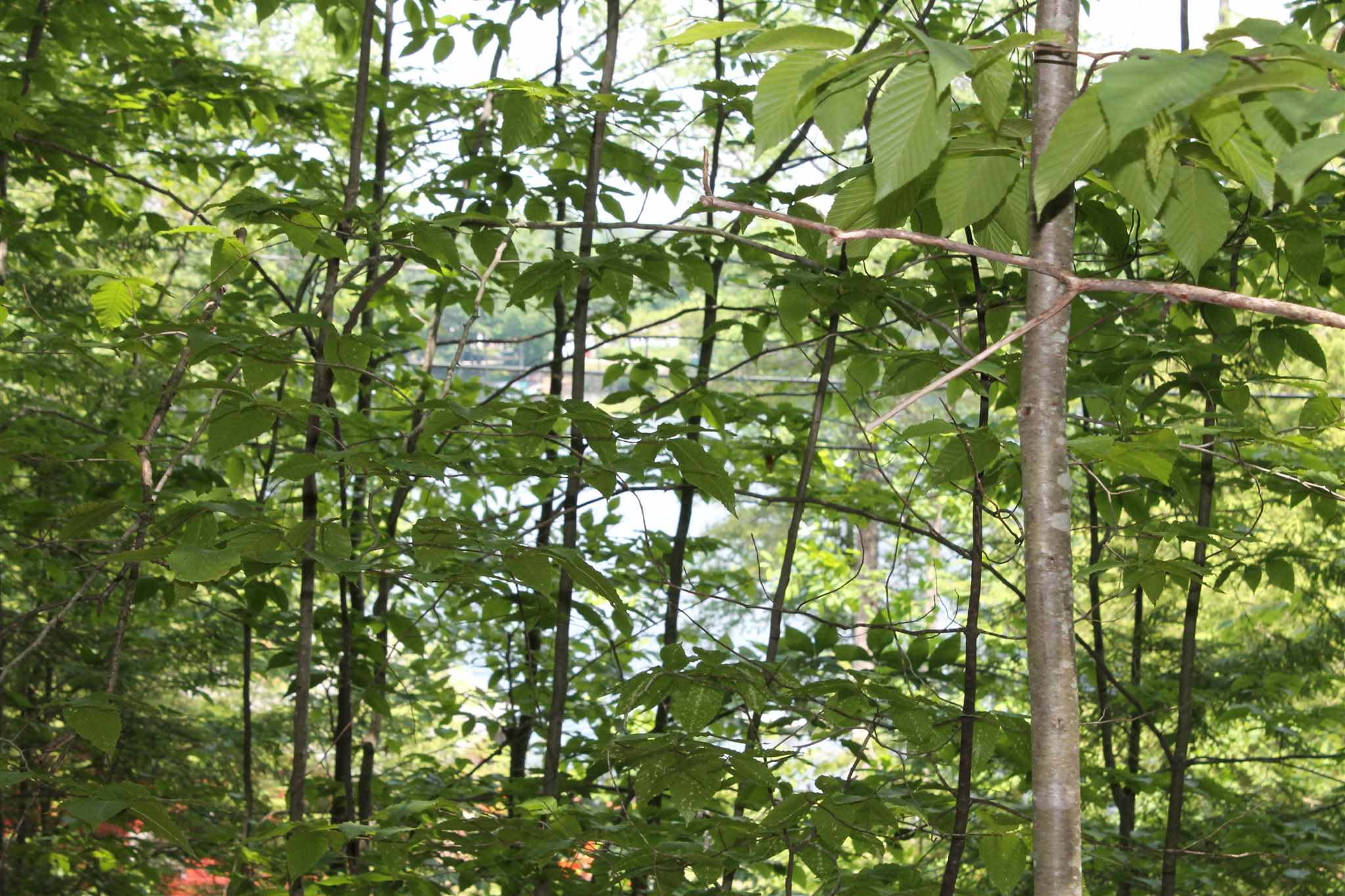 Berry Road Loudon, NH 03307 - Photo 4 of 14