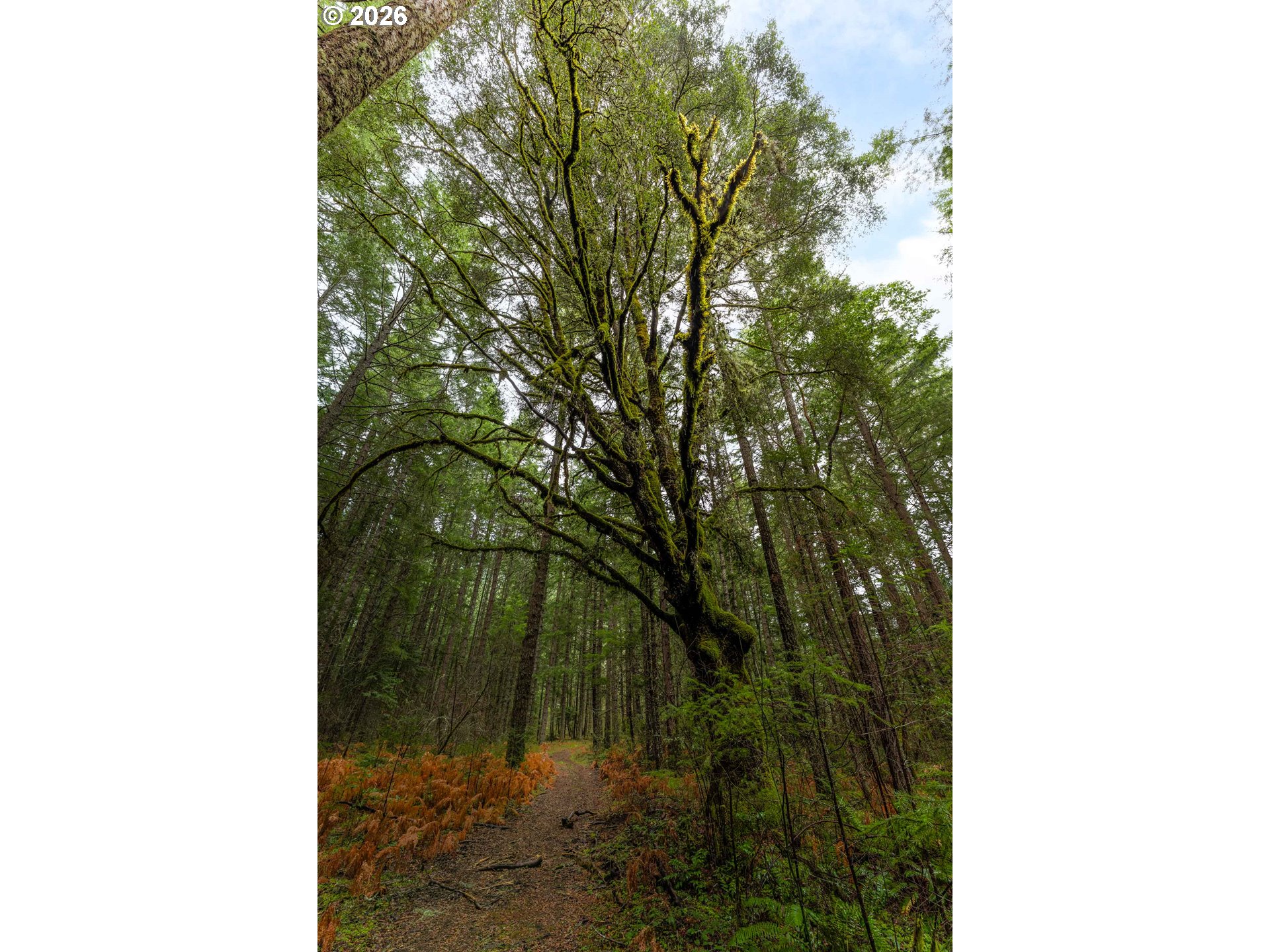 Creek Road Azalea, OR 97410 - Photo 15 of 29