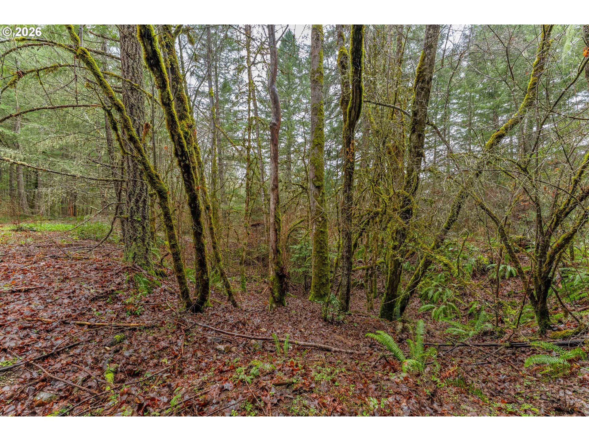 Creek Road Azalea, OR 97410 - Photo 16 of 29