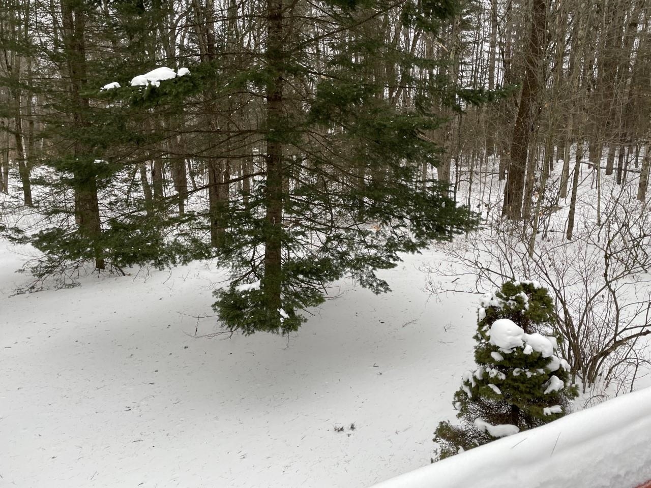 53 Wheeler Road Halifax, VT 05301 - Photo 12 of 13