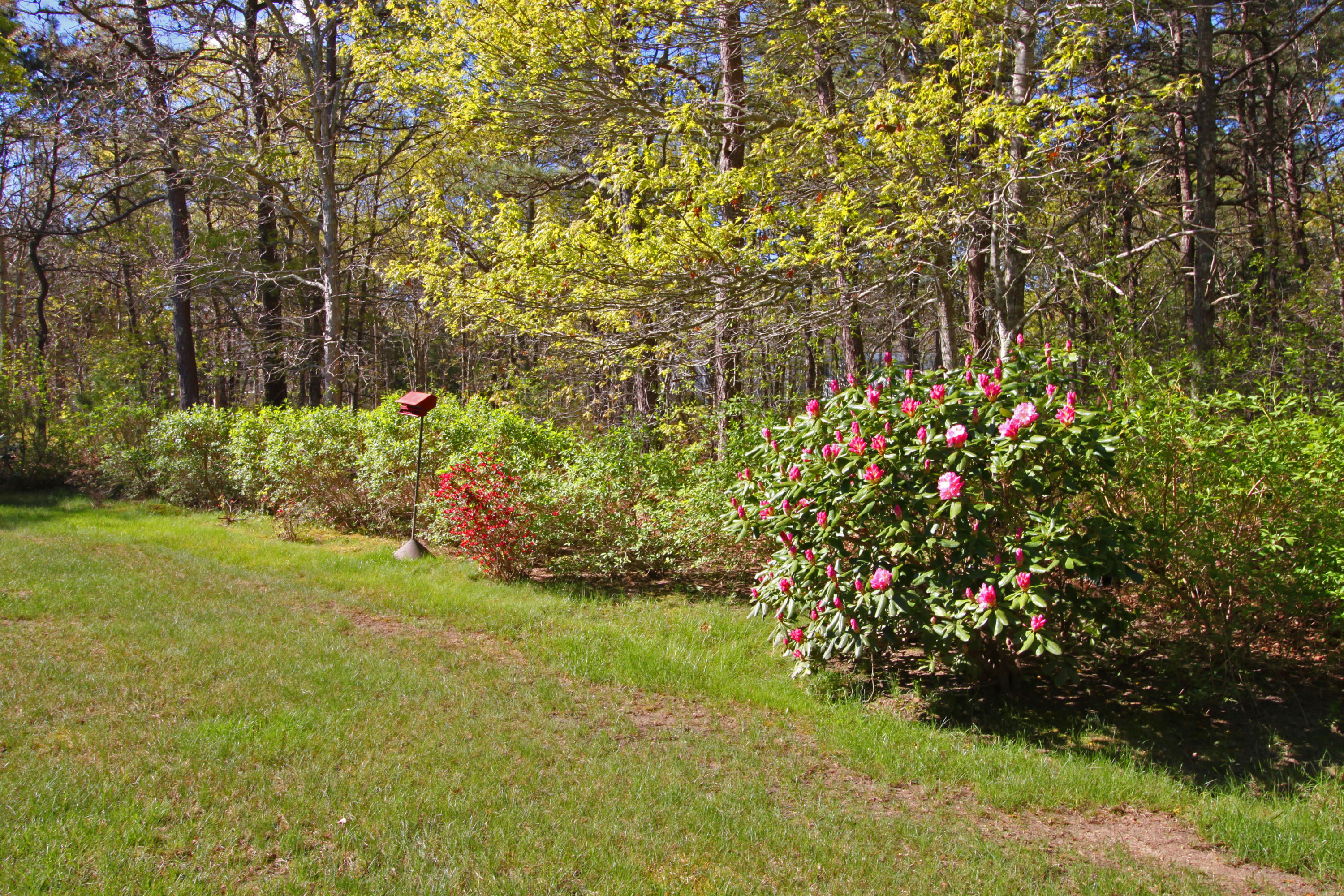 18 Grant Breen Road Mashpee, MA 02649 - Photo 21 of 45 back yard to wooded buffer