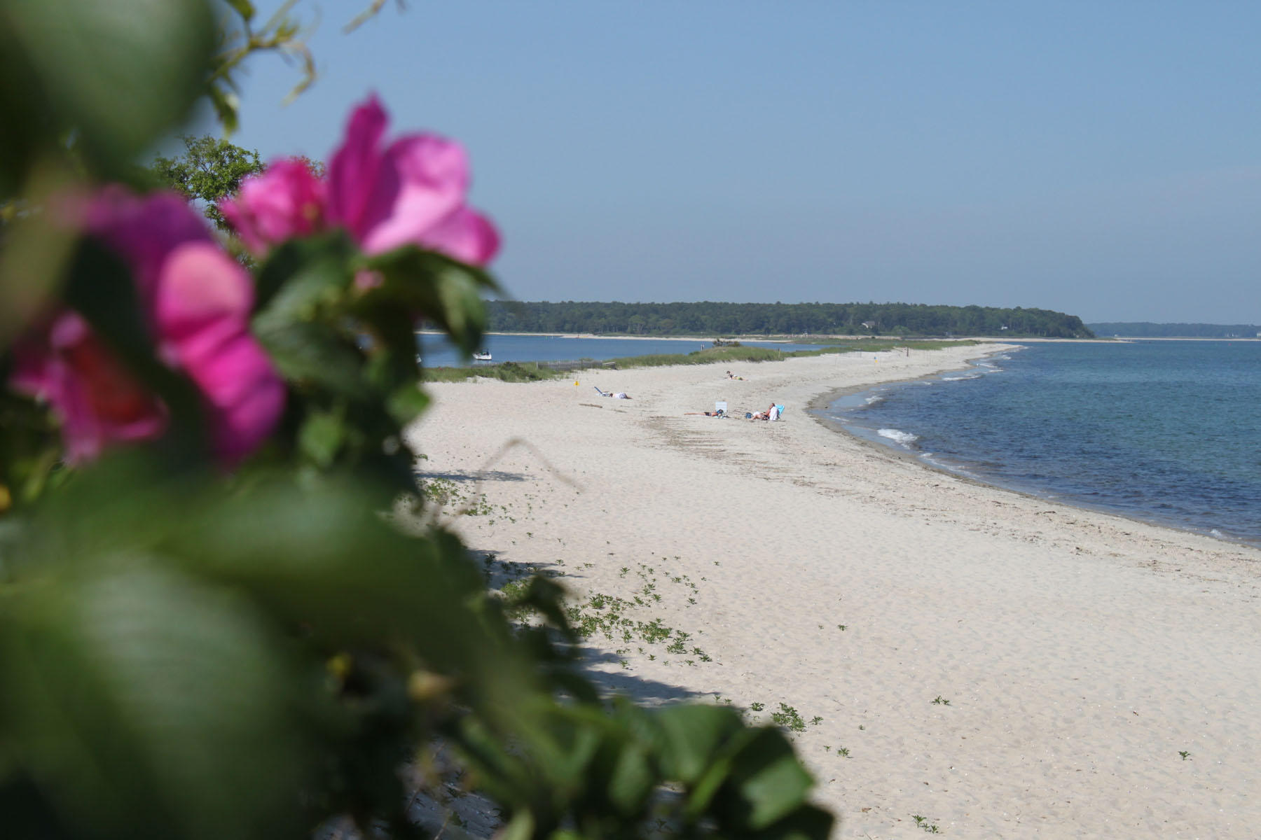 18 Grant Breen Road Mashpee, MA 02649 - Photo 44 of 45 poppy spit beach summer with rose