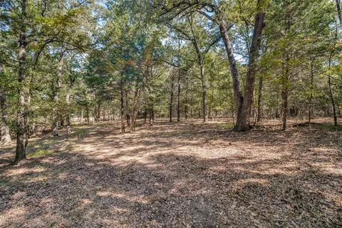 a view of a forest with trees in the background