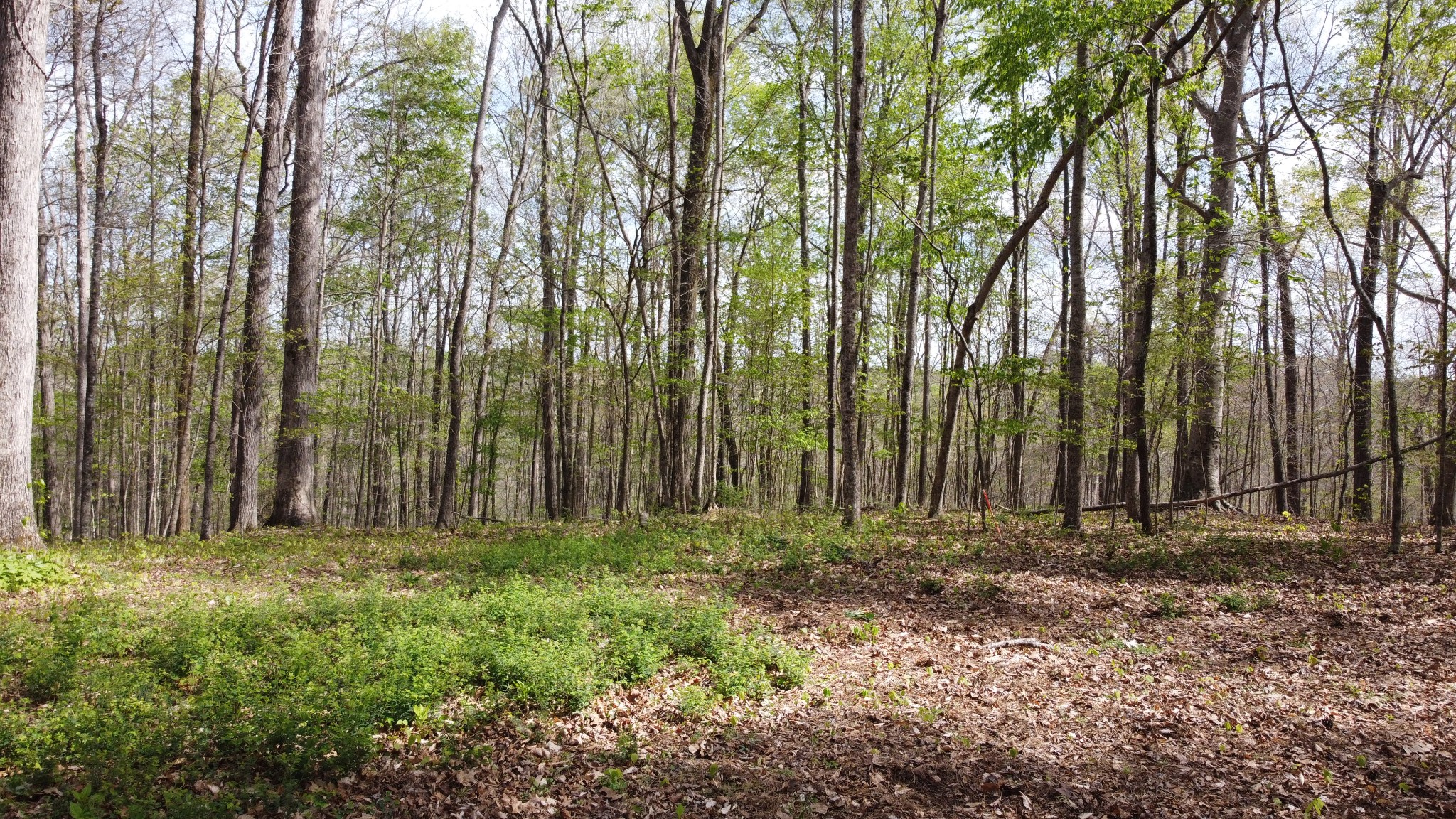 0 Johnson Chapel Road Sparta, TN 38583 - Photo 1 of 10 a view of backyard with green space
